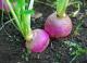 Growing Turnip